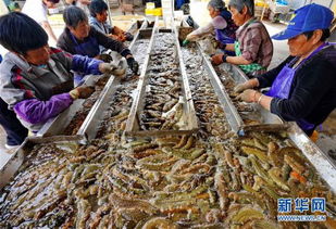 河北樂亭 海參豐收季，品質與銷售雙贏